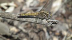Orthetrum chrysostigma chrysostigma