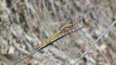 Orthetrum chrysostigma chrysostigma