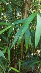 Phyllostachys nigra