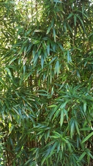 Phyllostachys nigra