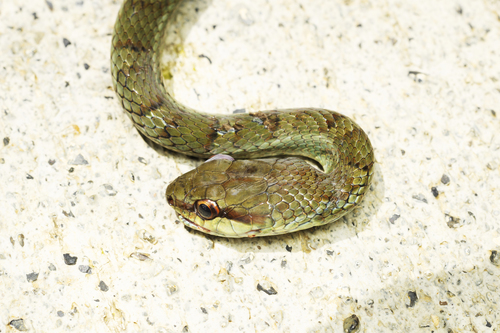 Photo of a Daniel's Tropical Racer (Mastigodryas danieli)