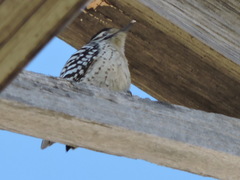 Dryobates scalaris