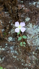 Pterolepis glomerata