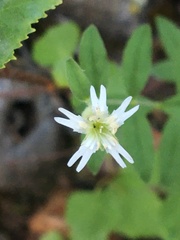 Silene williamsii