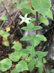 Silene williamsii