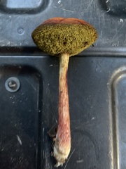 Aureoboletus betula