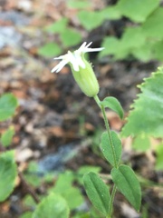 Silene williamsii