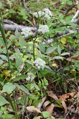 Angelica cincta