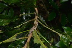 Bavayia sauvagii