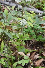 Angelica cincta