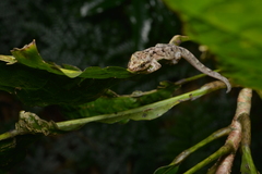 Bavayia sauvagii