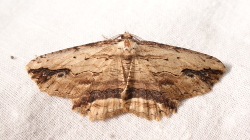 Waved Umber