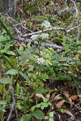Angelica cincta