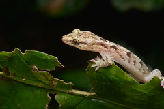 Bavayia sauvagii