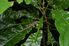 Bavayia sauvagii