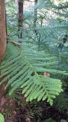 Araucaria columnaris