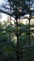 Araucaria columnaris
