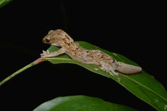 Bavayia sauvagii