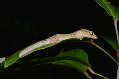 Bavayia sauvagii