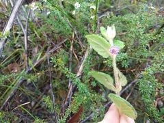 Tremandra stelligera