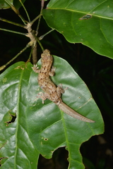 Bavayia sauvagii