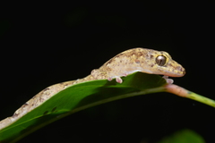 Bavayia sauvagii