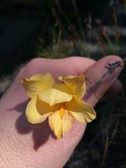 Gladiolus pritzelii