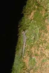 Bavayia sauvagii