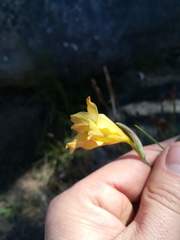 Gladiolus pritzelii
