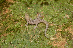 Bavayia sauvagii