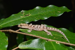 Bavayia sauvagii