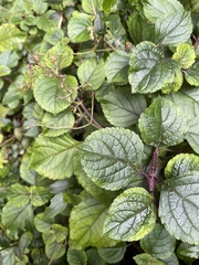 Plectranthus ciliatus