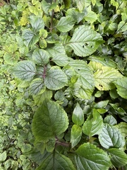 Plectranthus ciliatus