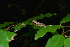 Bavayia sauvagii