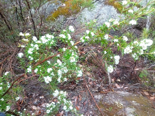 Subspecies Leucopogon obovatus revolutus · iNaturalist