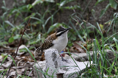 Campylorhynchus rufinucha