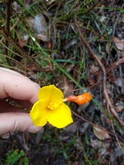 Patersonia umbrosa