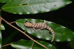 Bavayia sauvagii