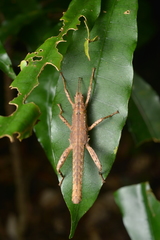 Canachus