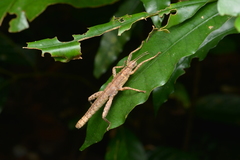 Canachus