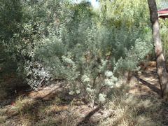 Senna artemisioides artemisioides