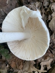 Amanita bisporigera