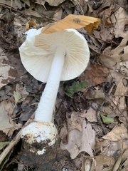 Amanita bisporigera