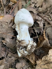 Amanita bisporigera