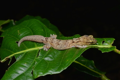 Bavayia sauvagii