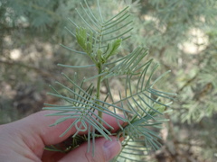 Senna artemisioides artemisioides