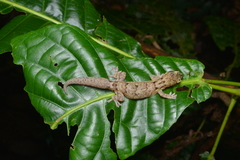 Bavayia sauvagii