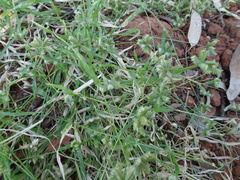 Dactyloctenium radulans