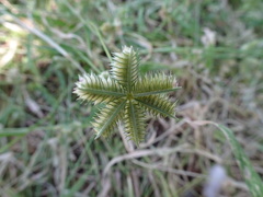 Dactyloctenium radulans