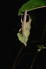 Canachus